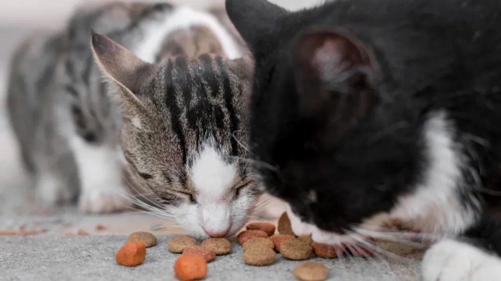 Kot nie chce jeść? Sprawdź, co może być przyczyną!