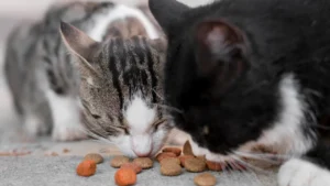 Kot nie chce jeść? Sprawdź, co może być przyczyną!