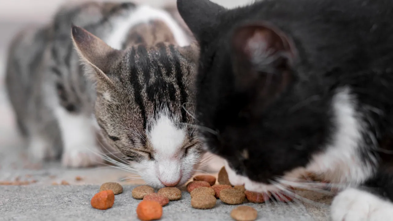 Kot nie chce jeść? Sprawdź, co może być przyczyną!