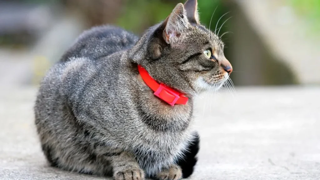 Pierwsza obroża dla kota – Krok po kroku, Jak założyć ją bez stresu