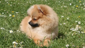 Pies Boo z charakterystyczną fryzurą