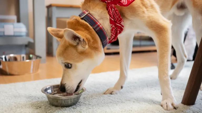 Pies otrzymujący zdrowe smakołyki