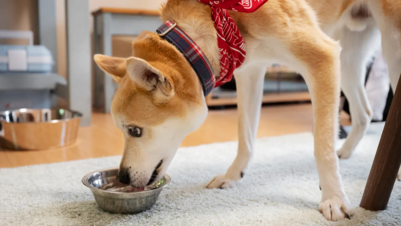Pies otrzymujący zdrowe smakołyki