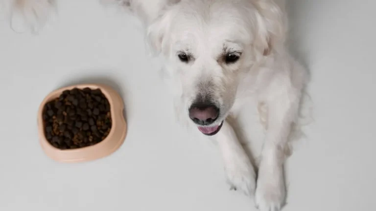Rodzaje karm dla psów – pies jedzący z miski różne rodzaje karmy, w tym suchą, mokrą i półwilgotną.