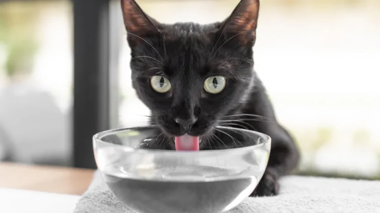Kot pijący wodę z ceramicznej miski - jak zachęcić kota do picia wody