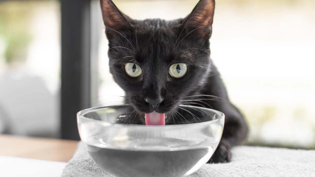 Kot pijący wodę z ceramicznej miski - jak zachęcić kota do picia wody