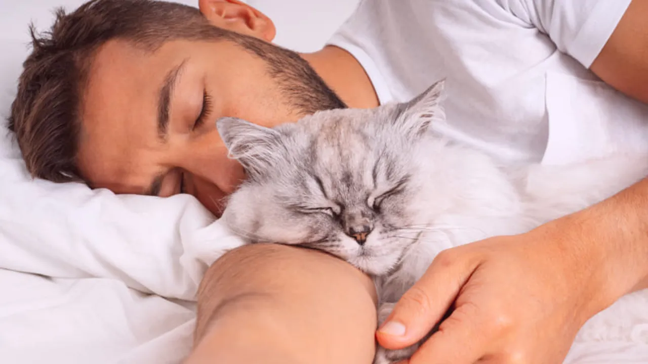 Kocie przytulanie – Oznaka miłości, terytorium czy poszukiwanie ciepła?